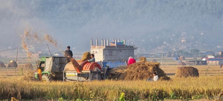 धान थन्क्याउने चटारो